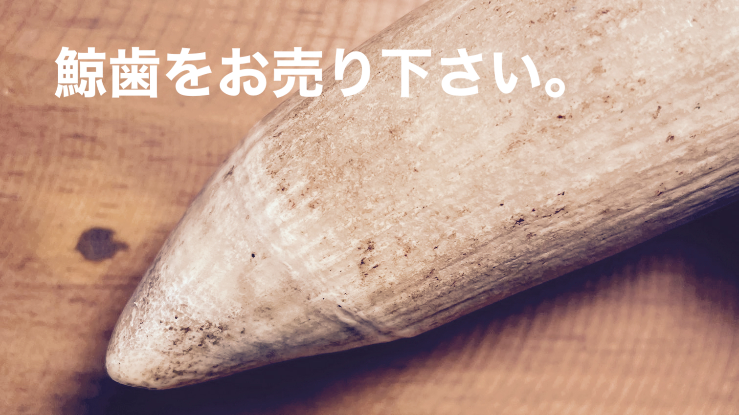マッコウクジラの歯